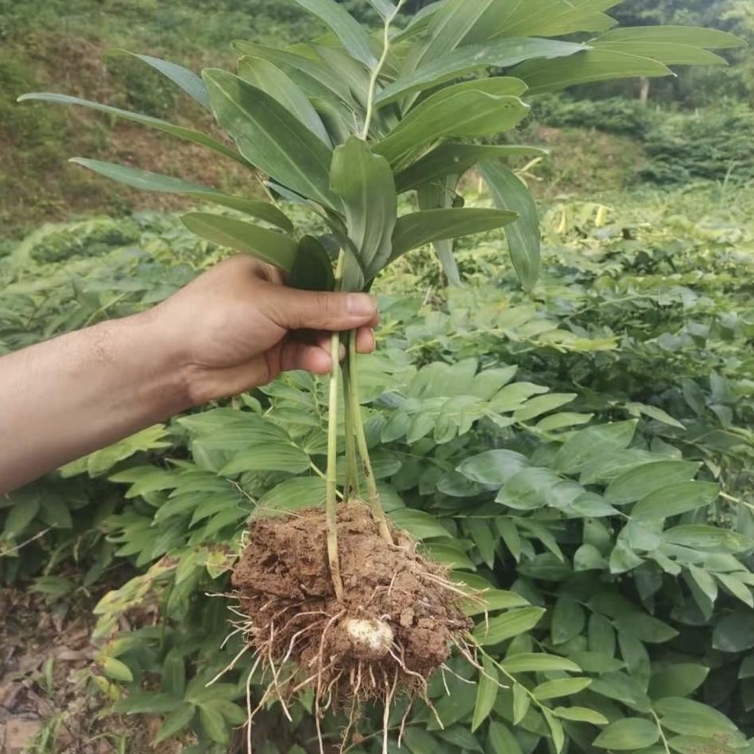 我是85后的种地人