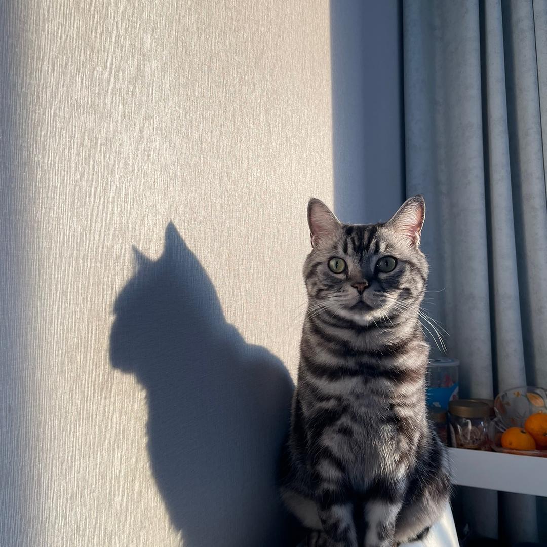 月亮没有六便士