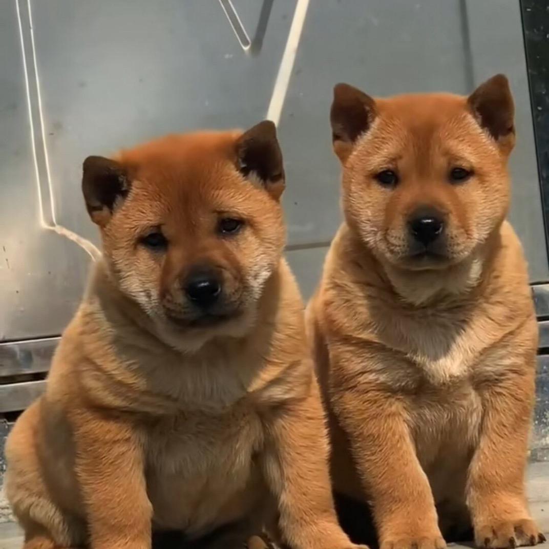 A-田园犬专场