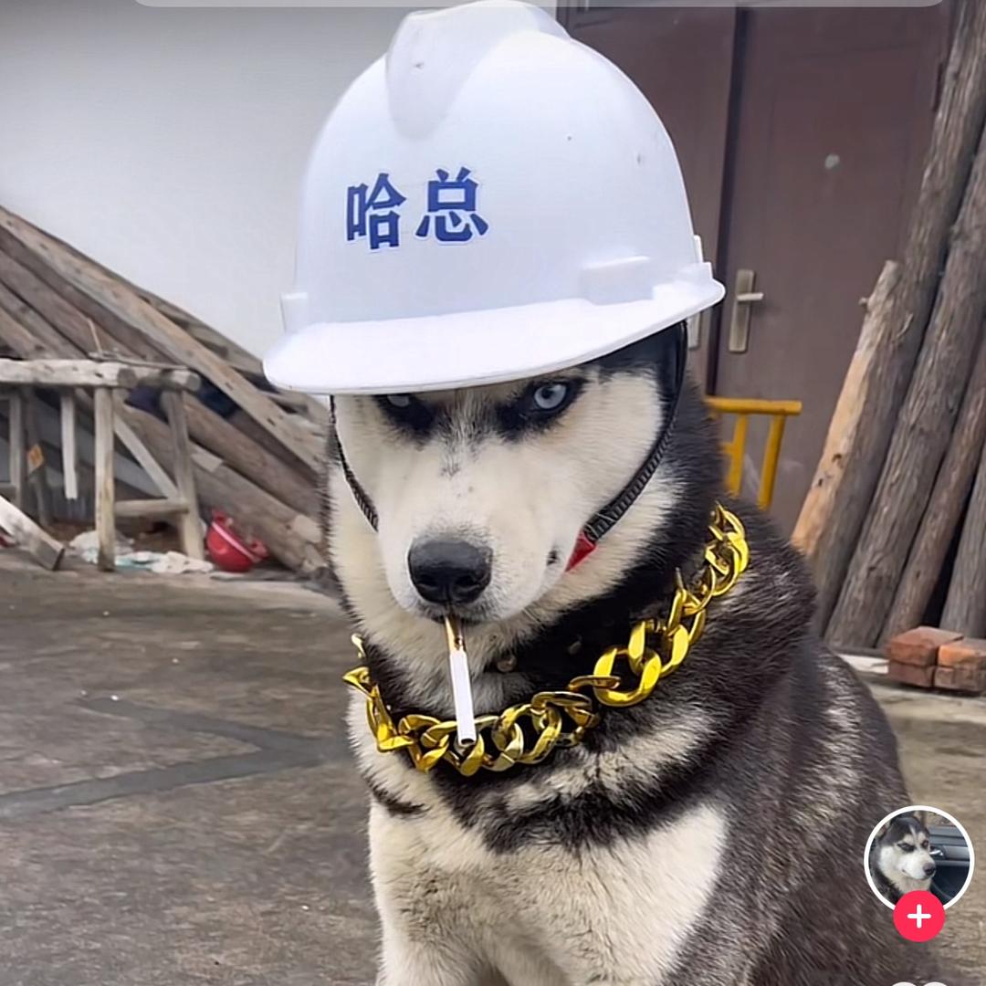 哈士奇