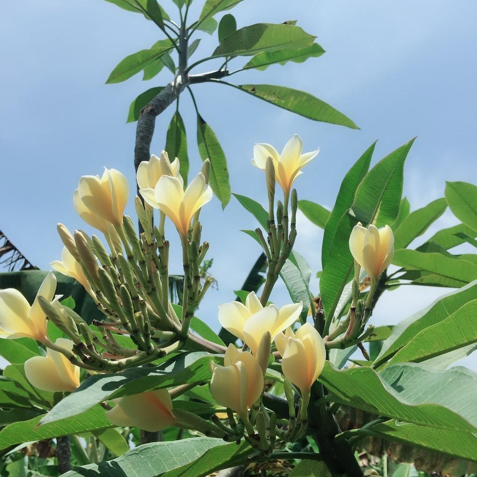 悠悠蓝子