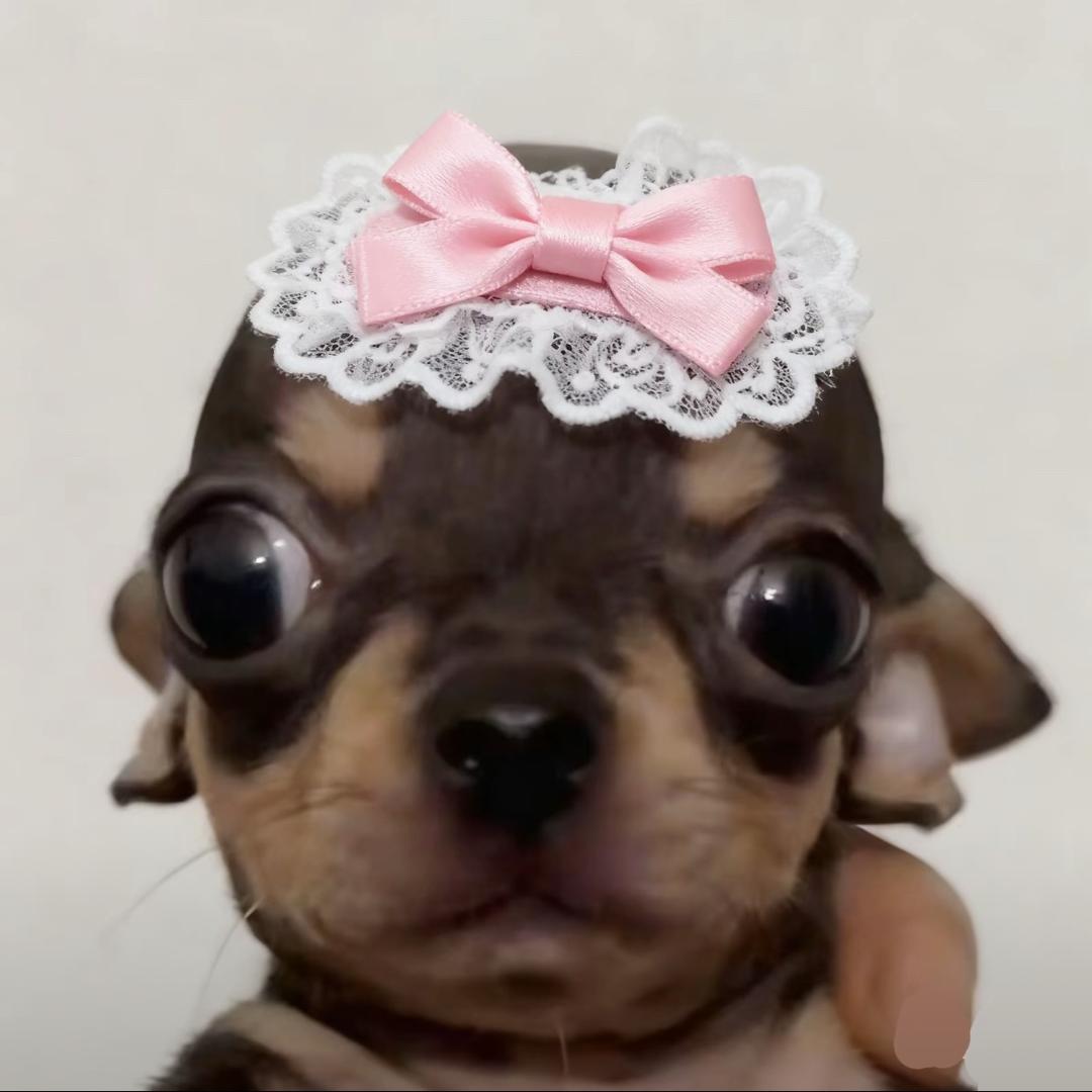 ㅤ     ㅤㅤ    小米