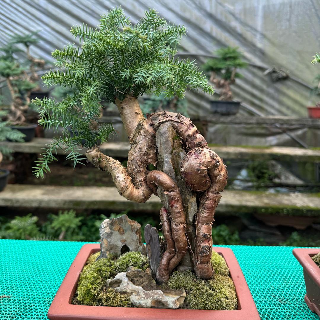 陆根澳洲杉2场