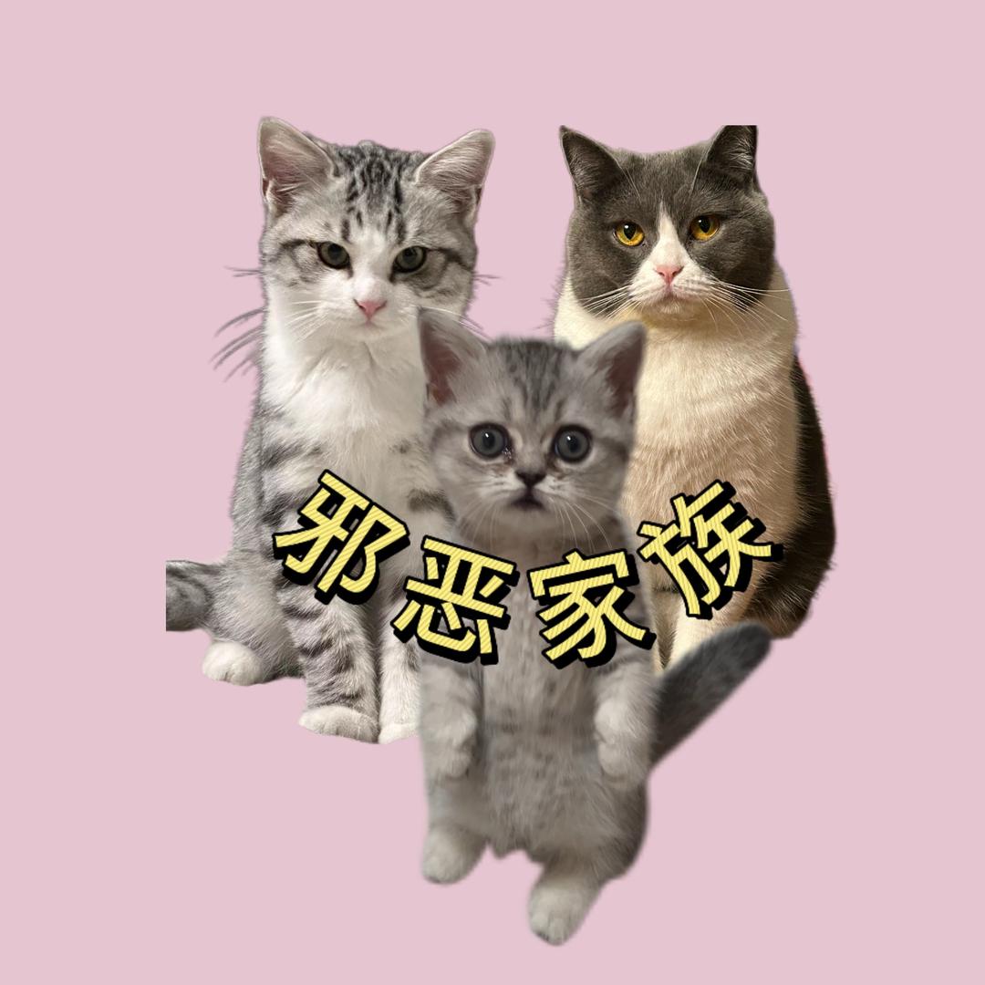 邪恶老爹（养猫版）