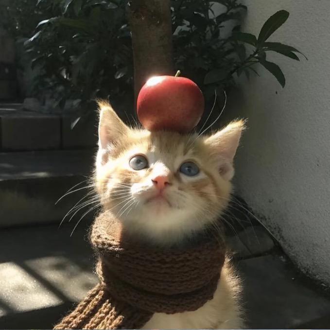 雪见り·