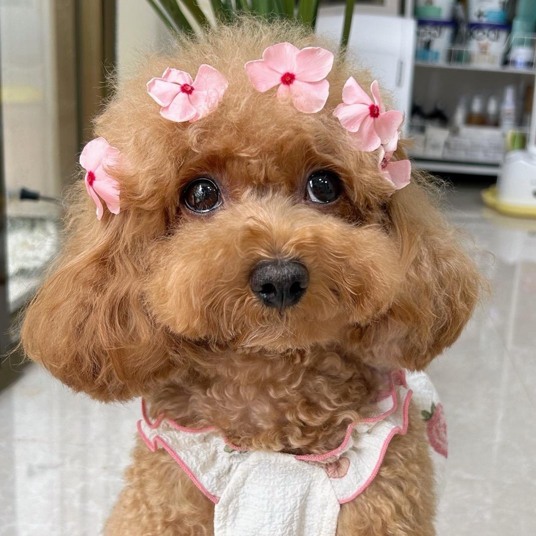 布丁丁的大耳朵（省💰版）