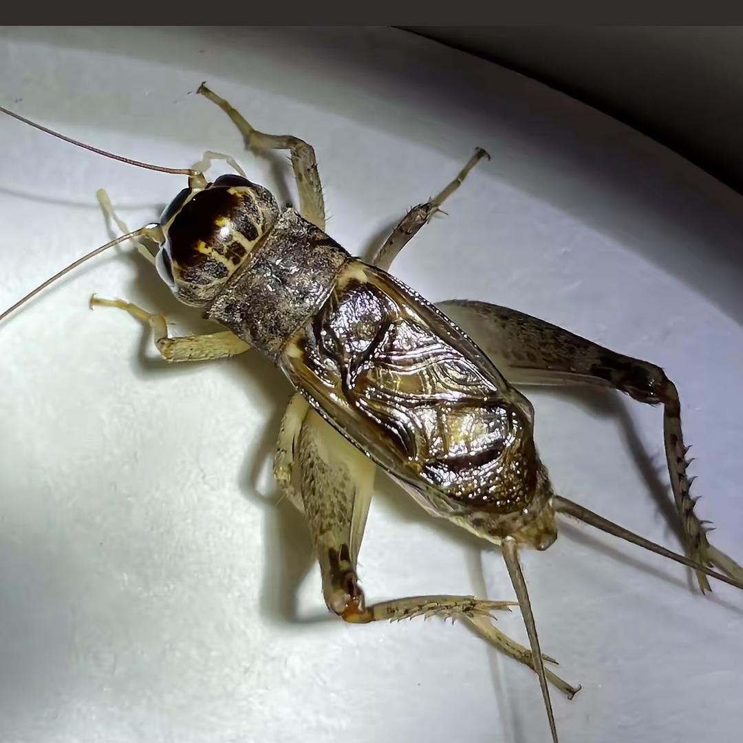 黑大蟀🦗