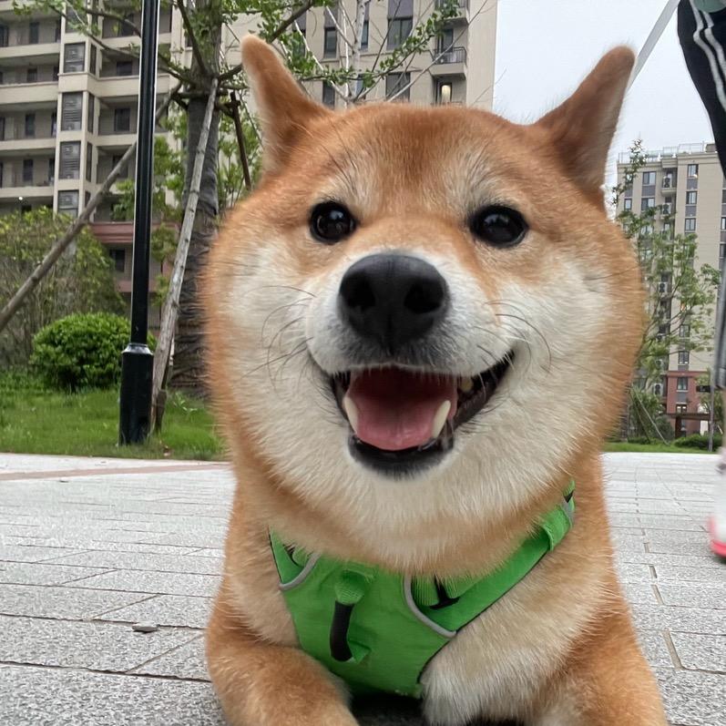 柴犬吨吨吨吨吨
