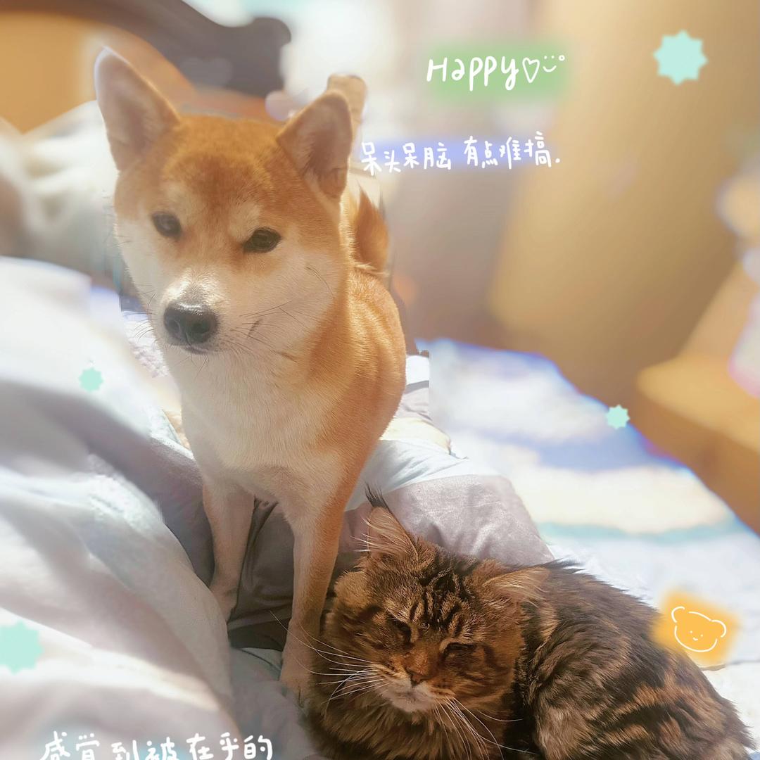 柴缅两小宝—爱特宠