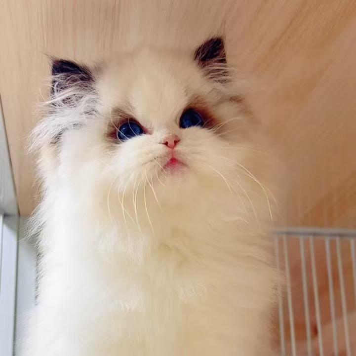 大杰新脸版布偶猫