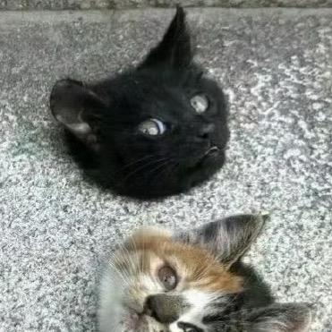 谷猫live频道