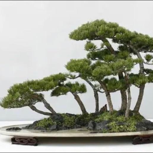 景趣