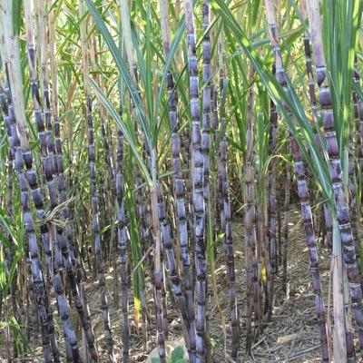 云南水果黑皮甘蔗