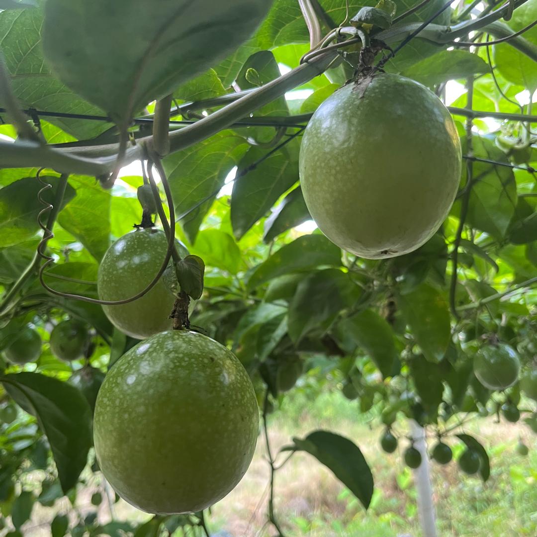 卖橙🍊人