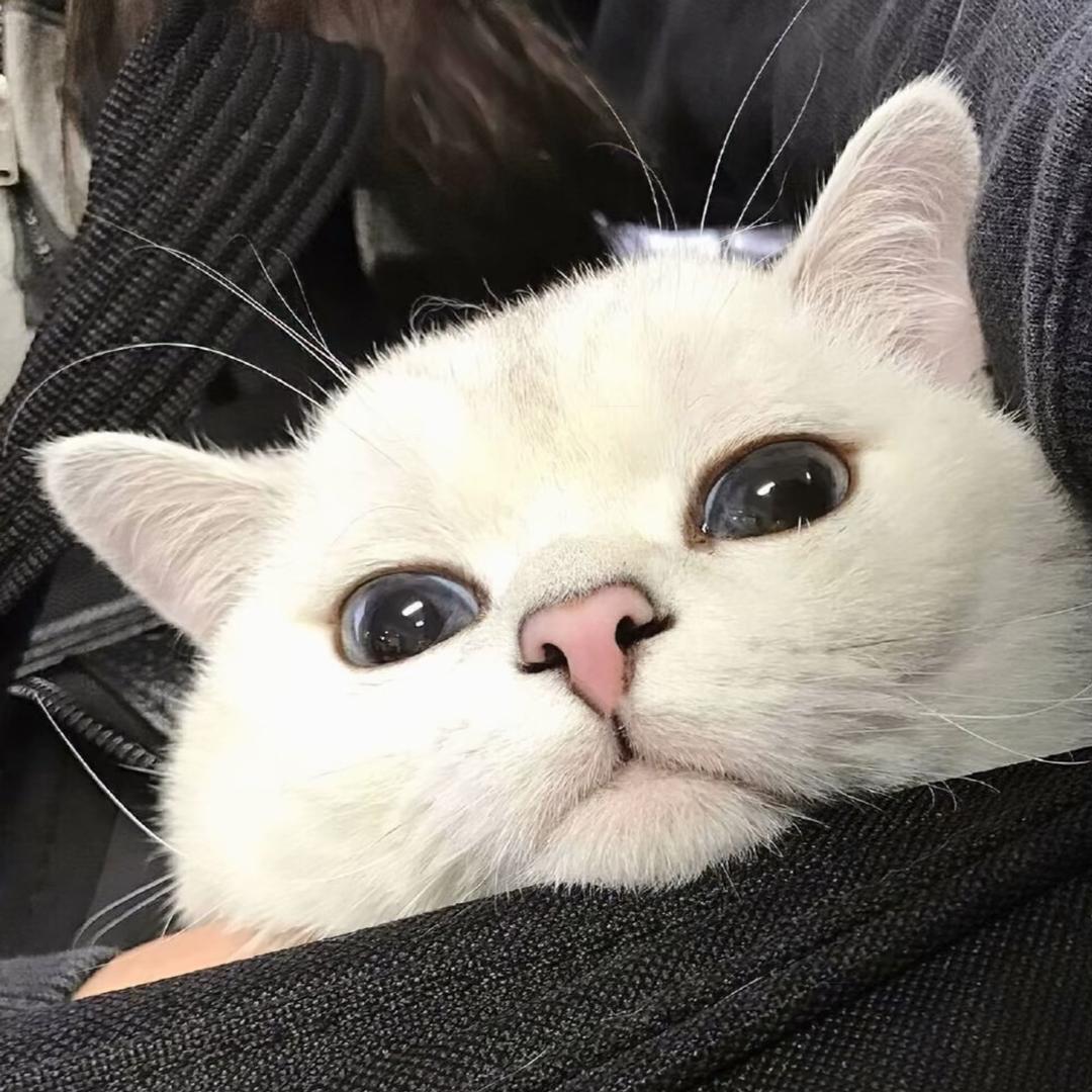 haohaoxuexi