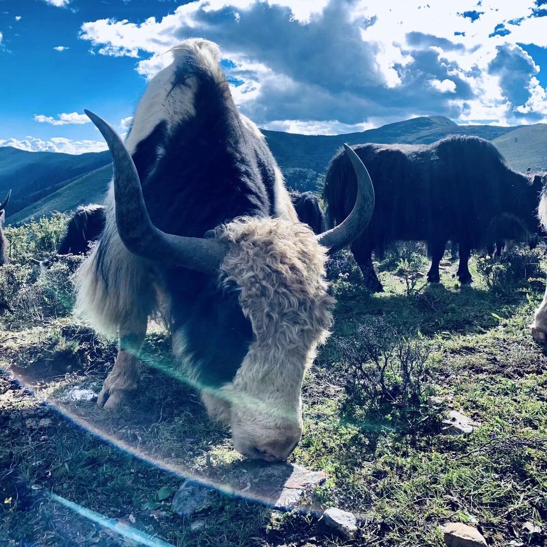 牦牛大叔の肉干集