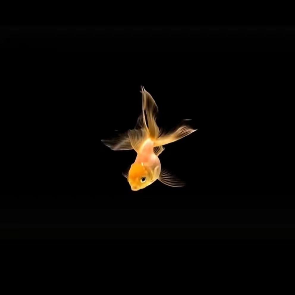 小金鱼.✨