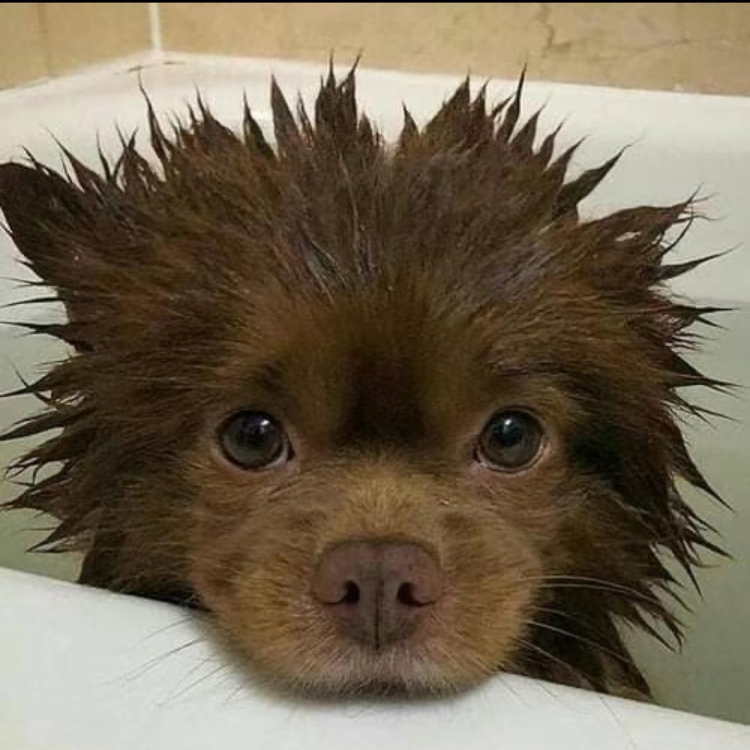 河犀牛