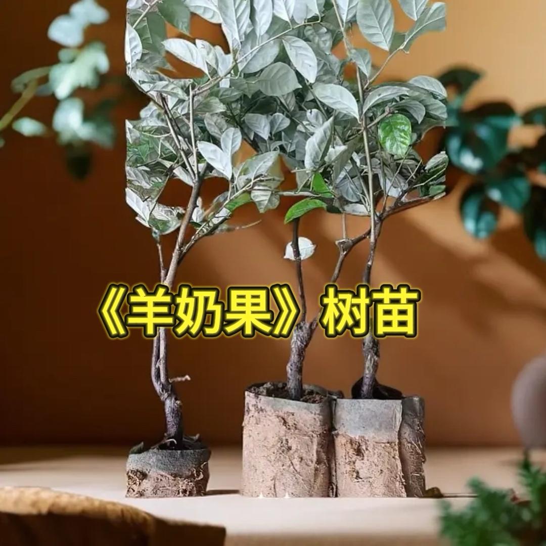 德甜2号纯甜羊奶果树苗