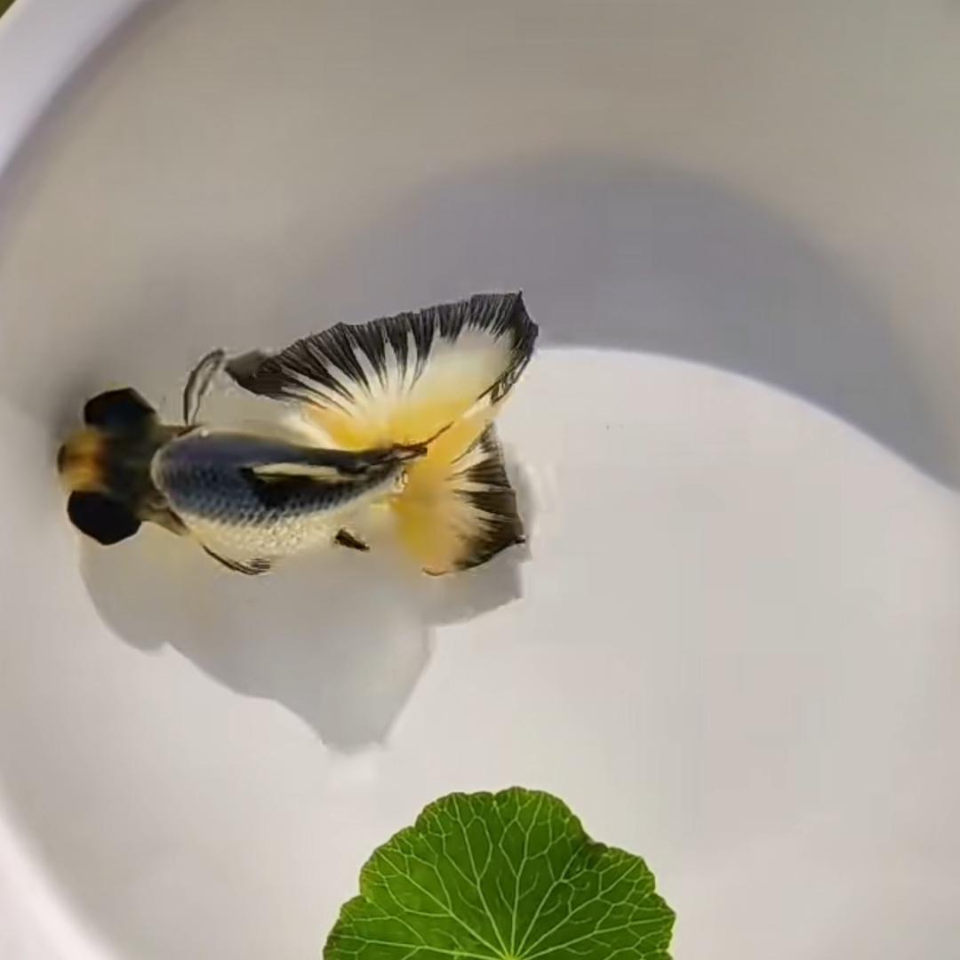 中国水族圈