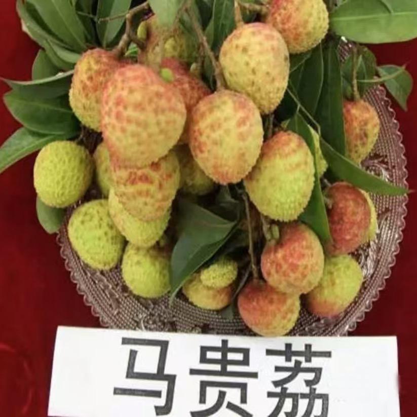 名创优选果树苗木专营店