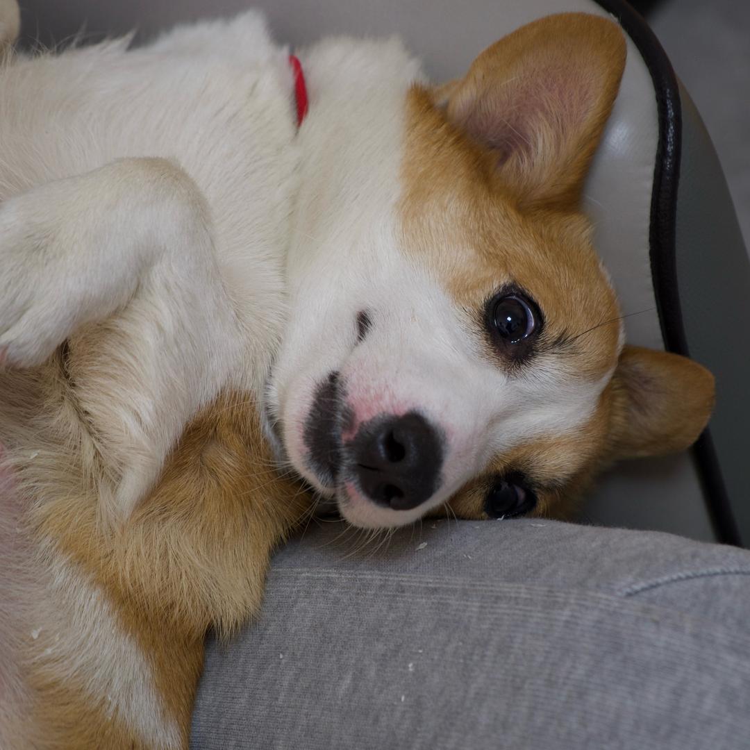 貔卡貔卡貔卡貅🐶