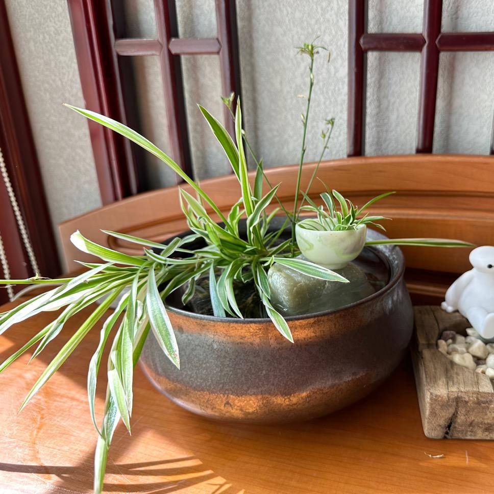 清风明月🌻☘️
