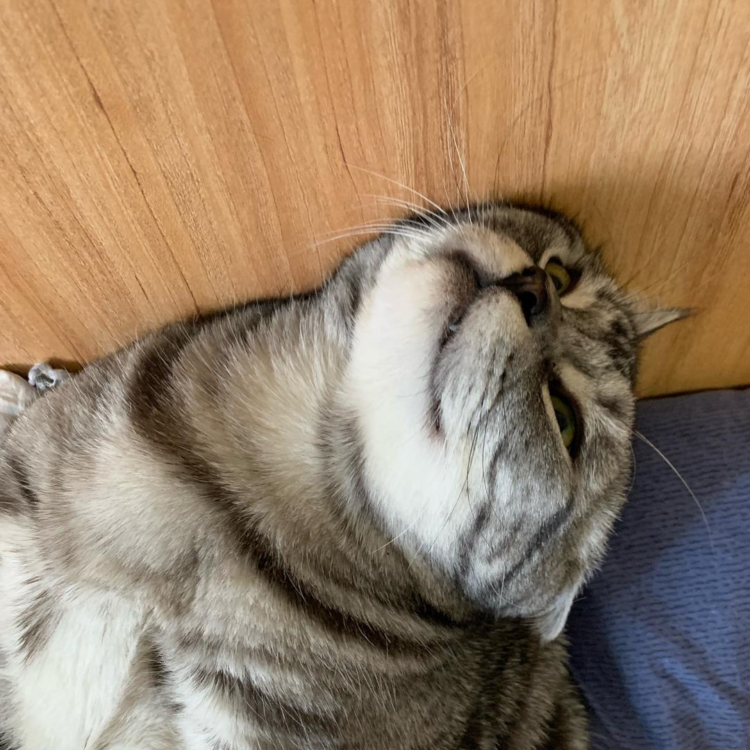 李太戈