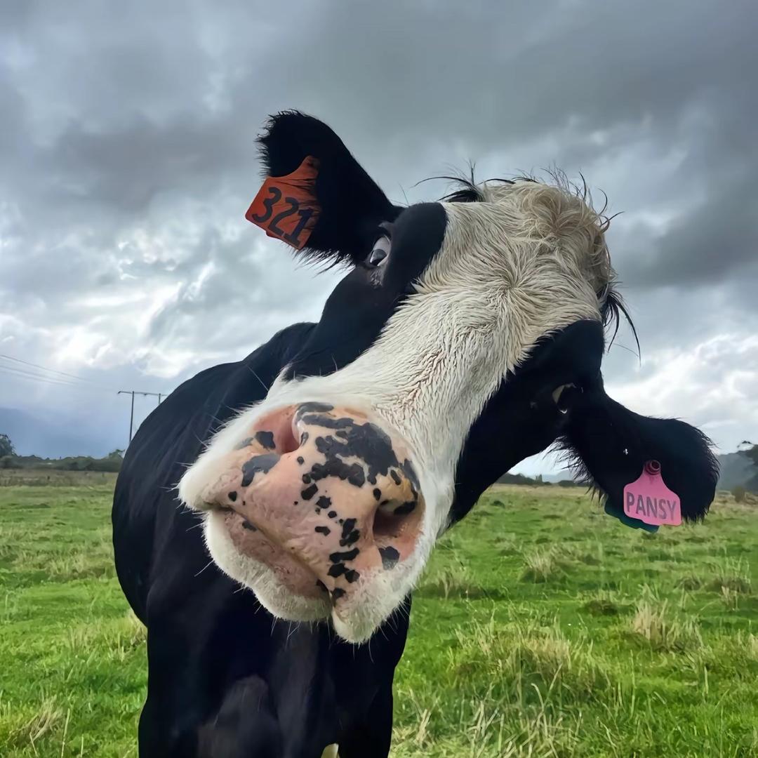 小帅的日常生活