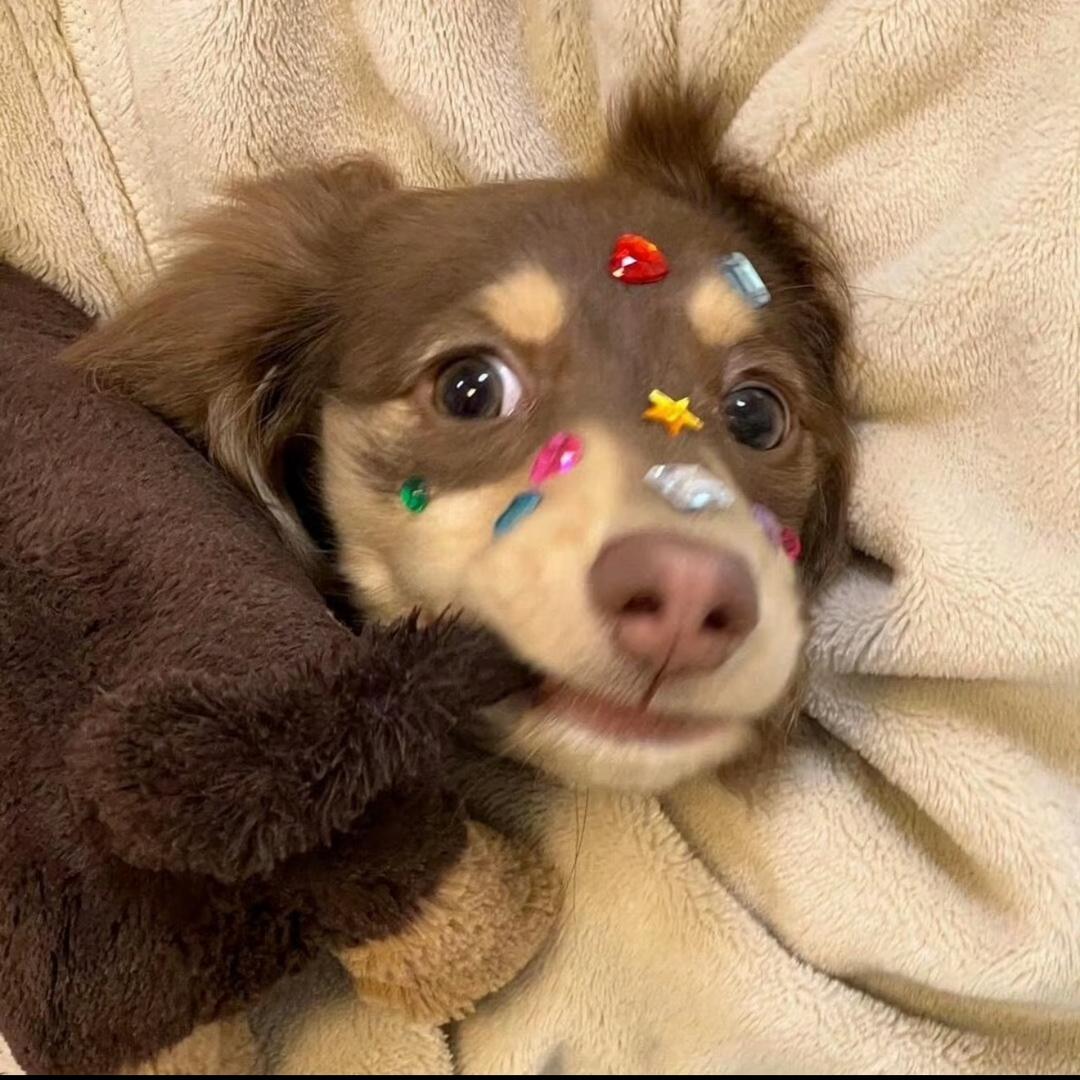 爪爪治愈基地💛🐶🍒