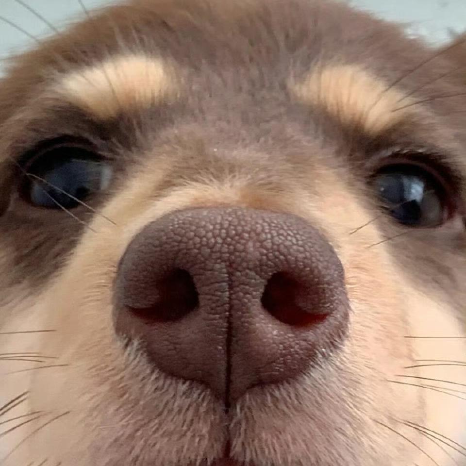 鱼头