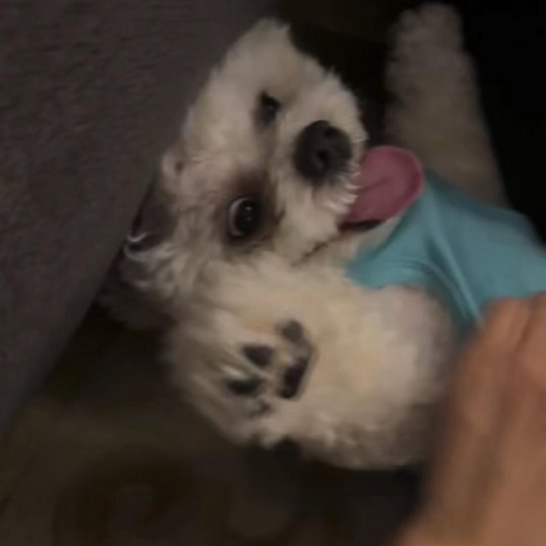 .zzi
