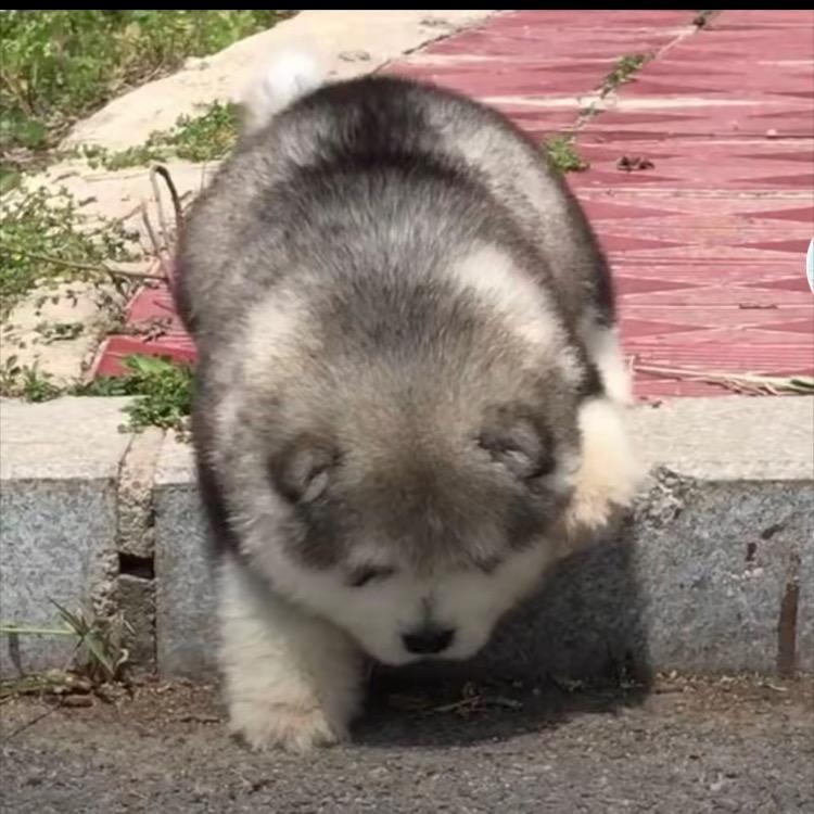 商丘皮夹克宠物