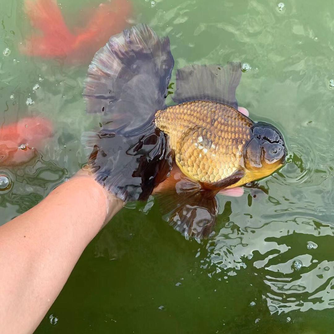 盛豫渔坊