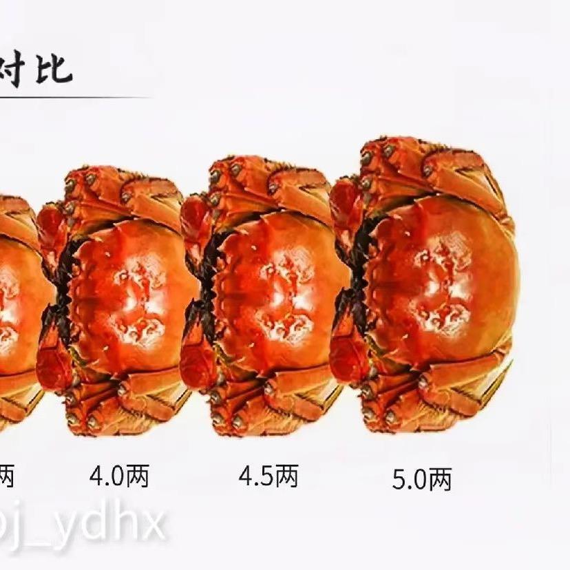🦀️霸天下
