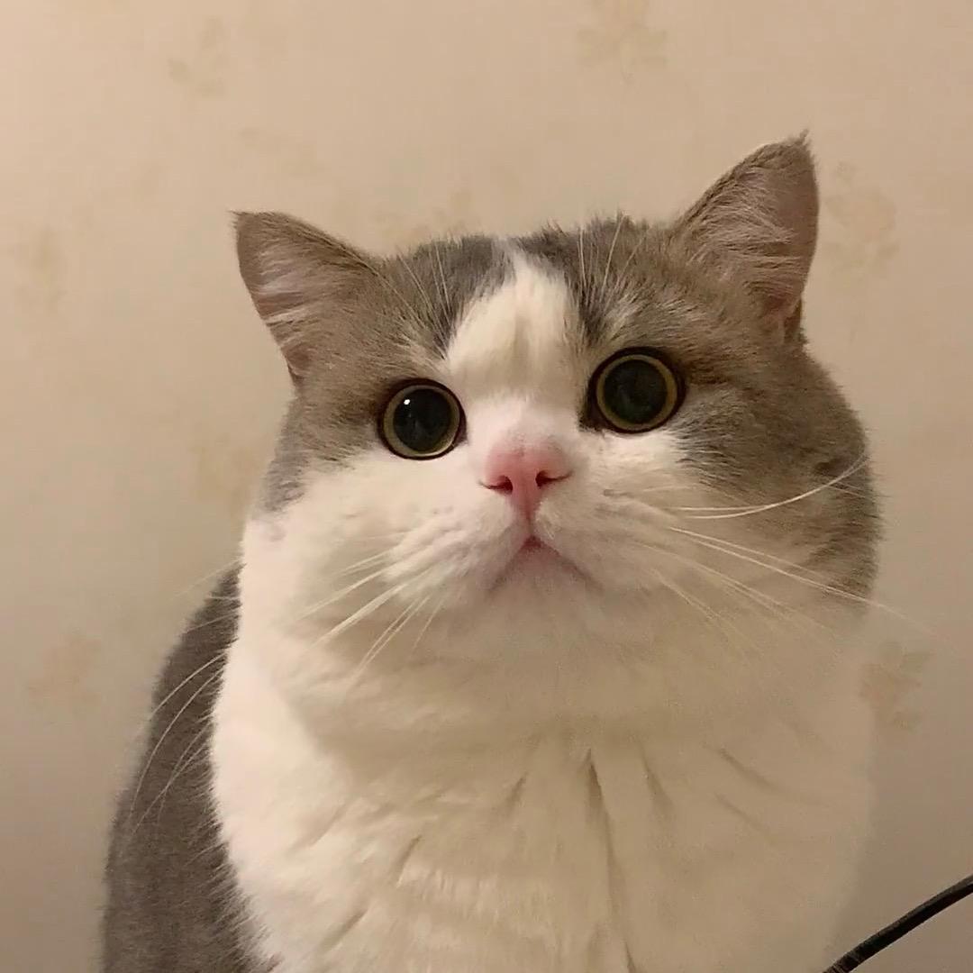 yezi