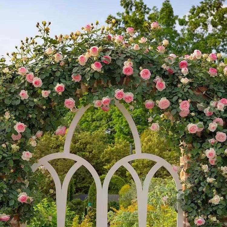 伊尧花卉