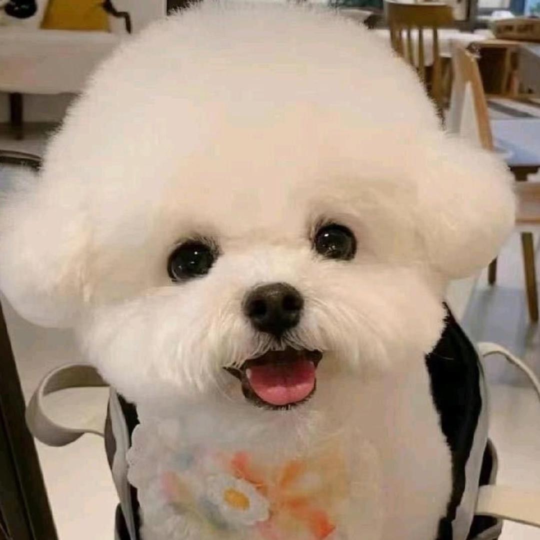萌宠淘狗