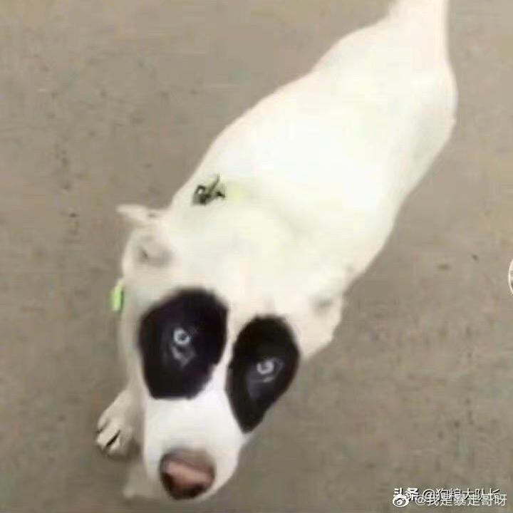 李智点