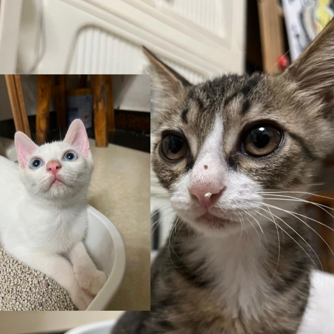 玉米😻豆沙(猫主子)