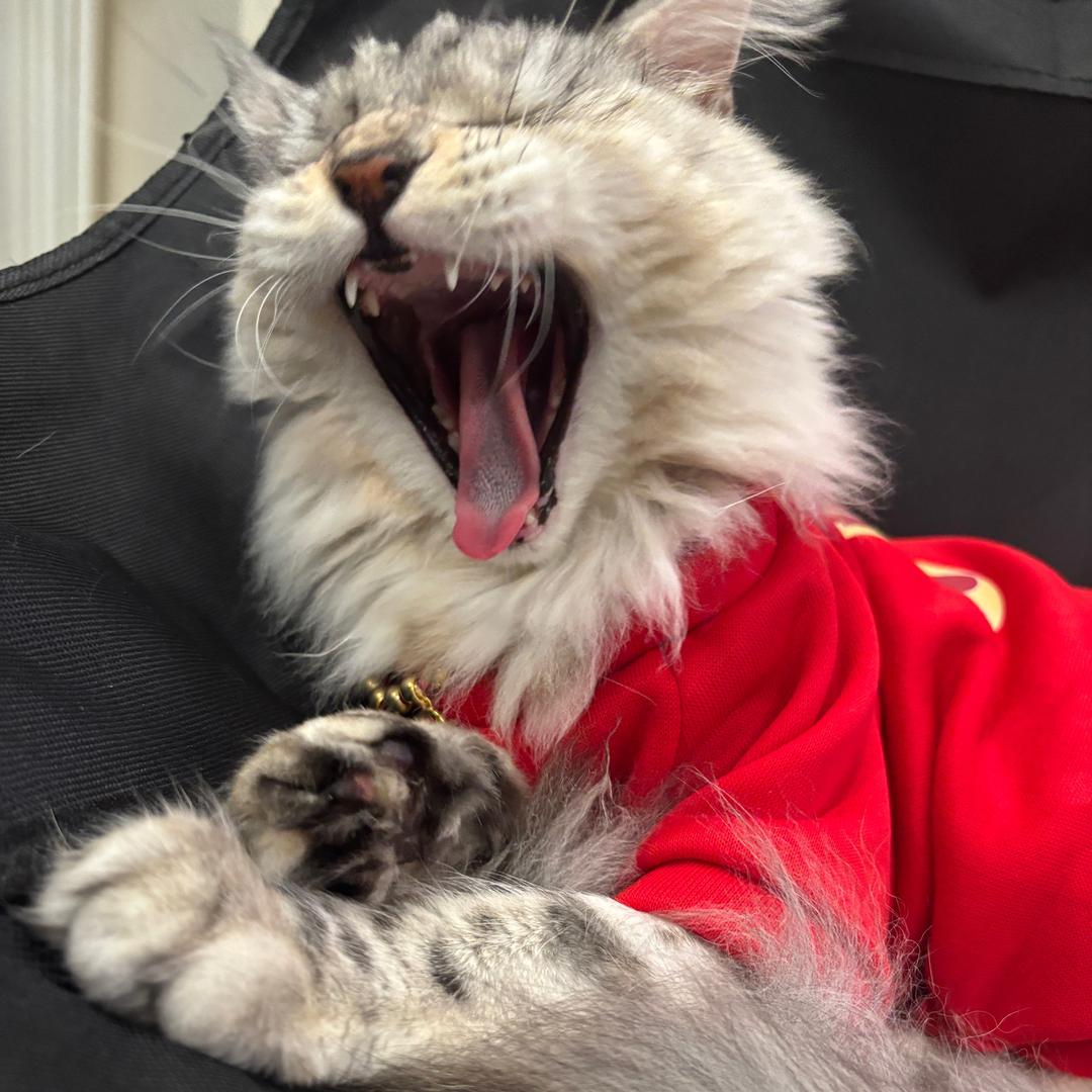 西檬😶‍🌫️