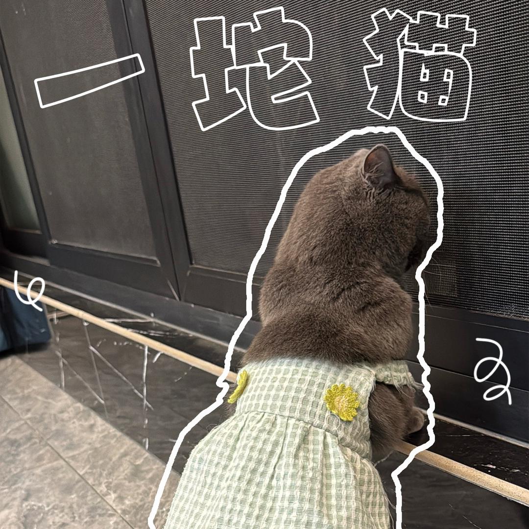 CC是只哈基米