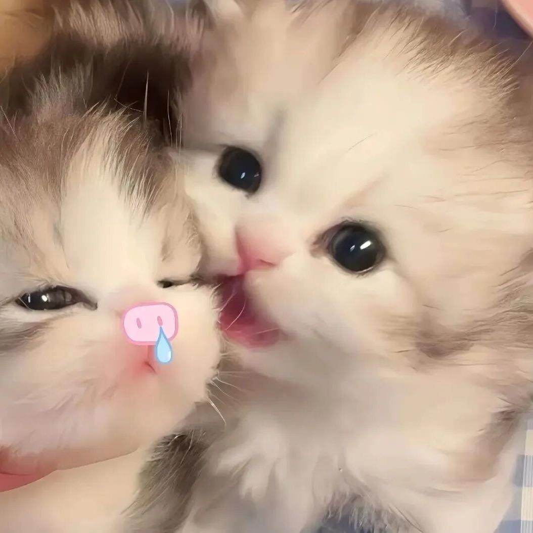 茸茸