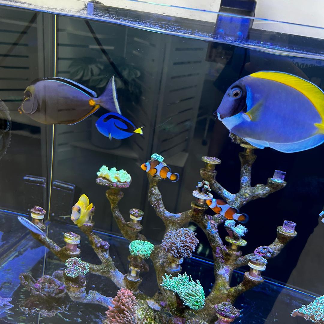 爱江山更爱美人