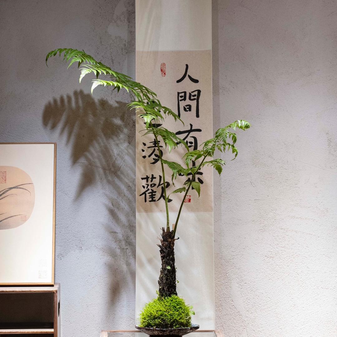 蕨悟很高