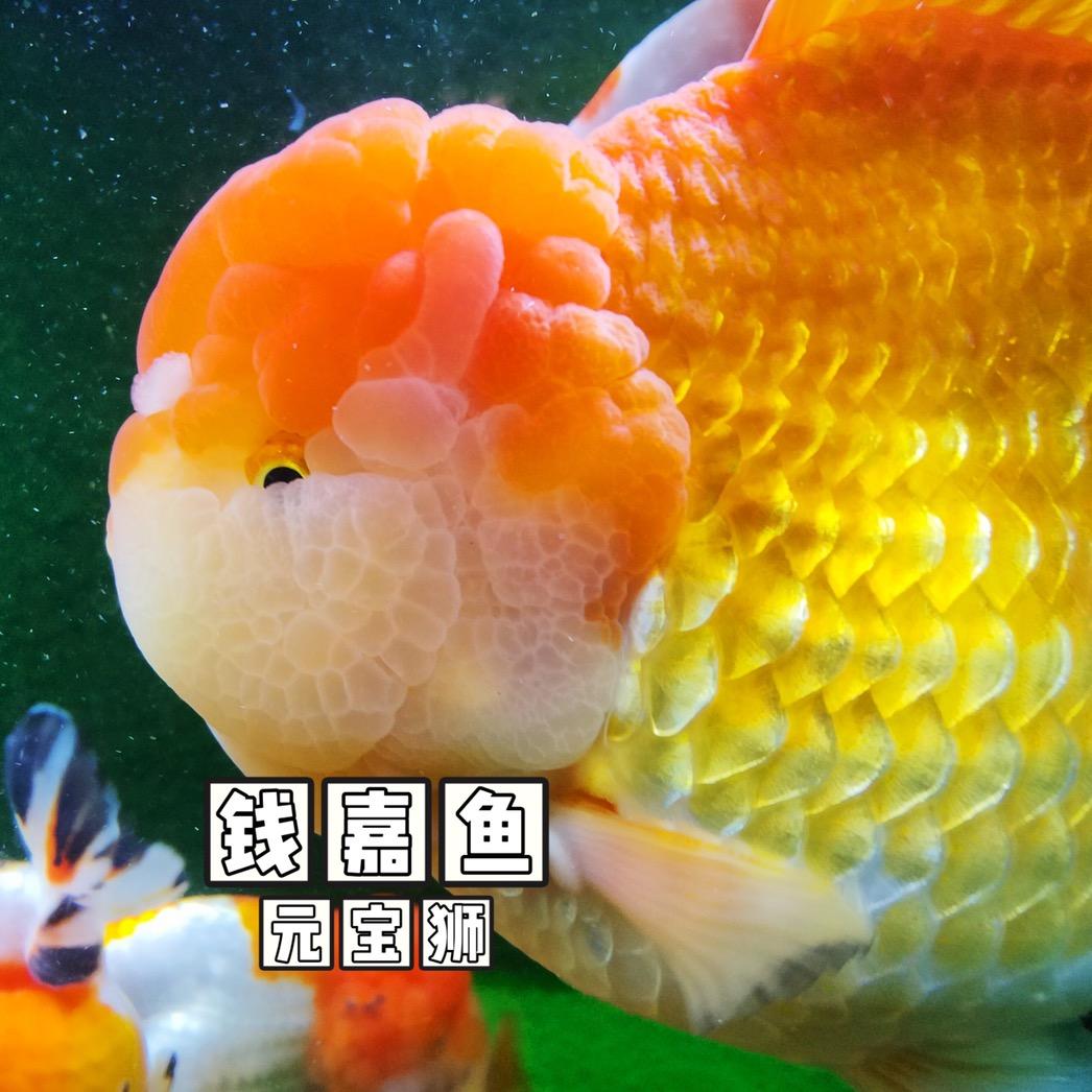 钱嘉鱼水族