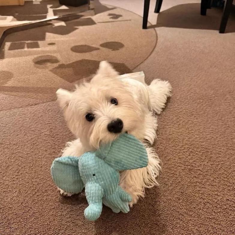 不是蛋挞🧸