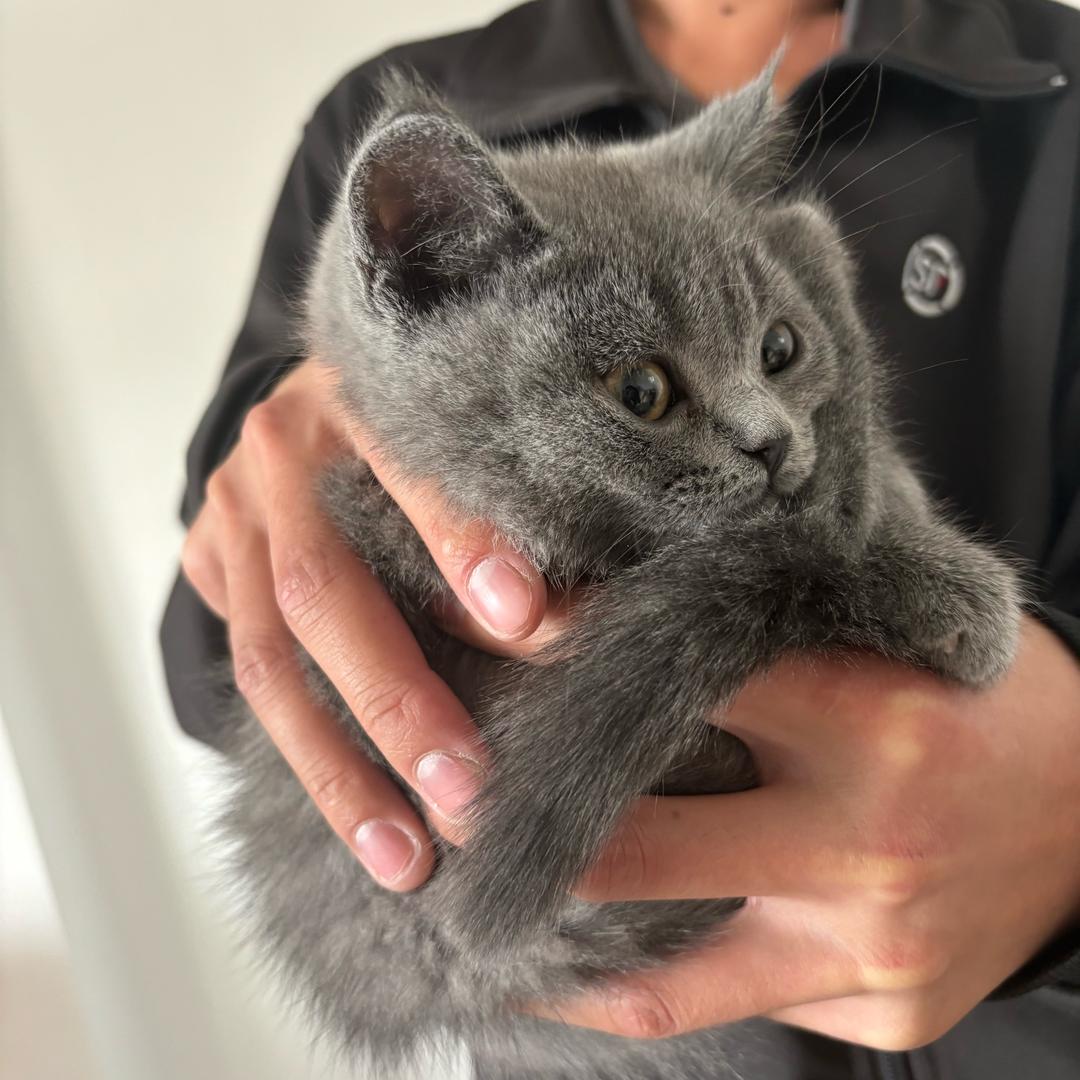 糯米是只猫