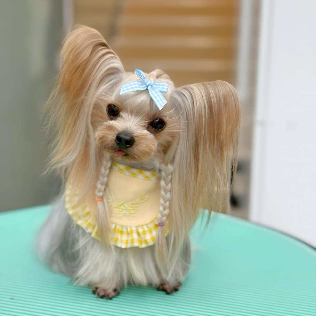 是皮宝呀（王子殿下）