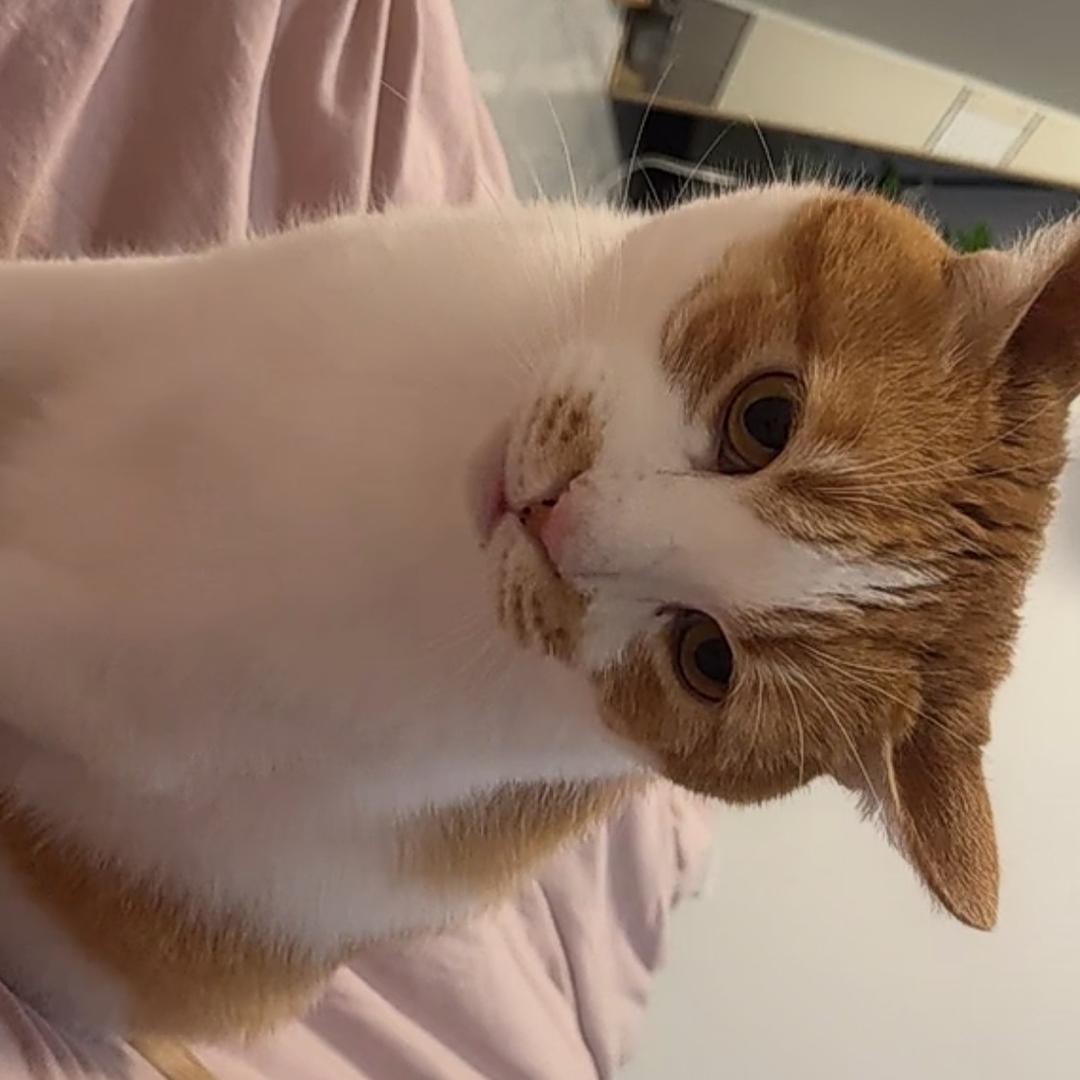 懒腻
